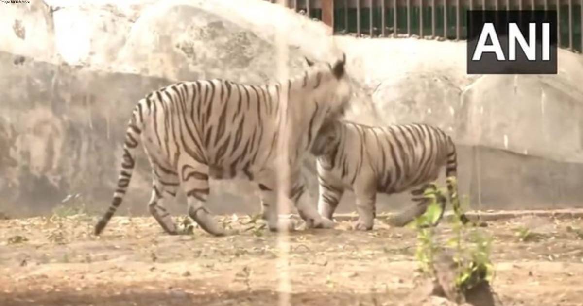 Bhupender Yadav releases two cubs in arena of white tiger enclosure at Delhi Zoo